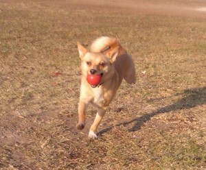 Sylvester running with his ball